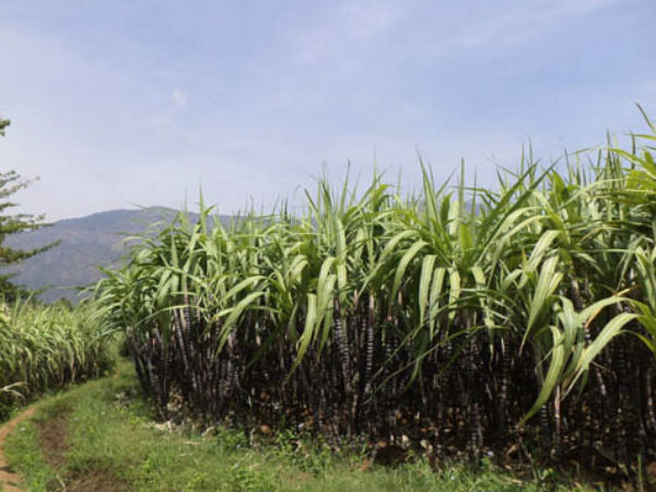 சுவையான கரும்பு