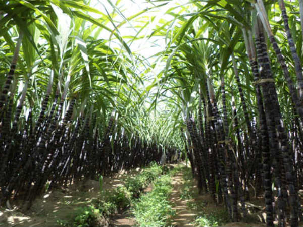 விவசாயிகளுக்கு கசப்பு