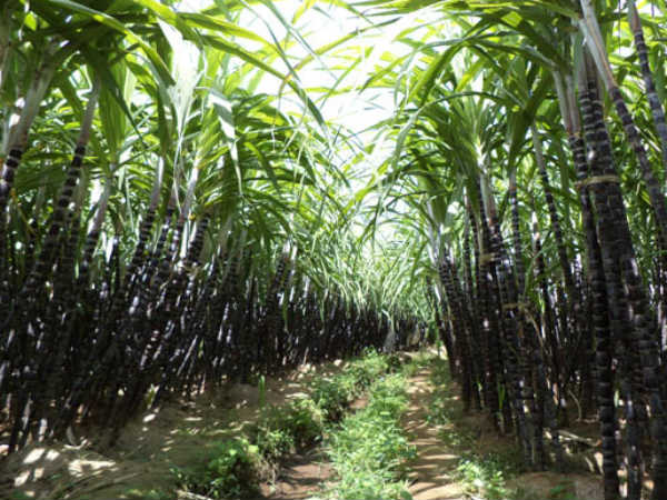கரும்பு நடவு