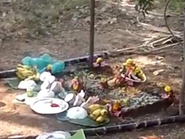 பூஜைக்கு கரும்பு