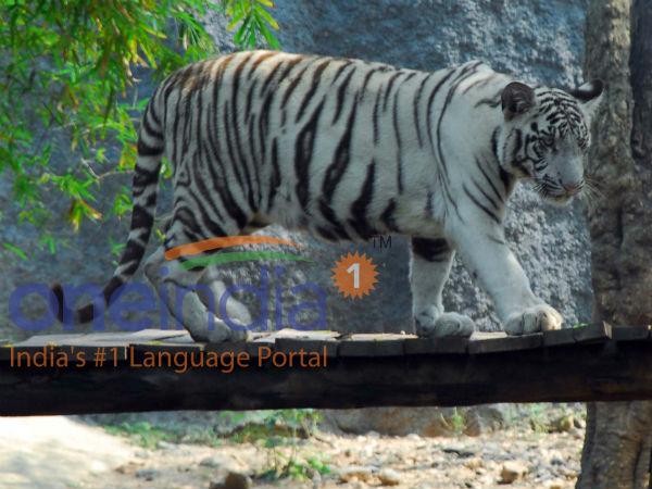 Lakhs throng Vandalur zoo on Kaanum pongal