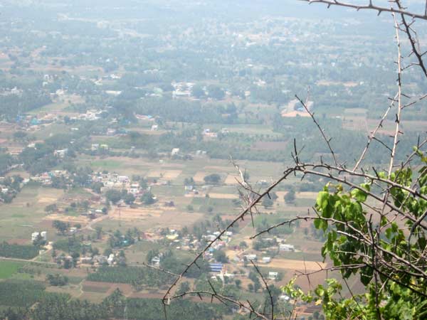 இரவுப் பறவைகள்: இரவுப் பறவைகள்: