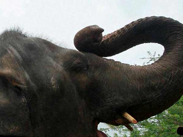 இயற்கை வனப்பகுதியில்
