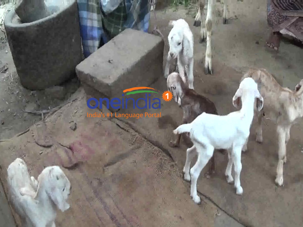 TN govt's free goat deilvers 5 calves near Karur