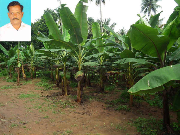 Mahadhanapuram farmer's novel farming lures other farmers