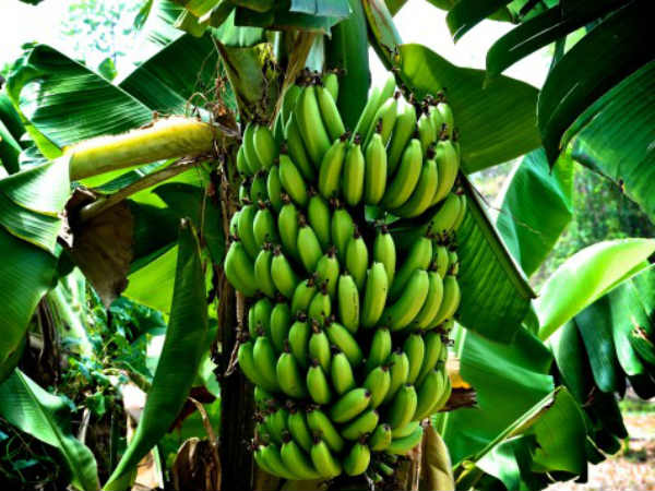 Mahadhanapuram farmer's novel farming lures other farmers