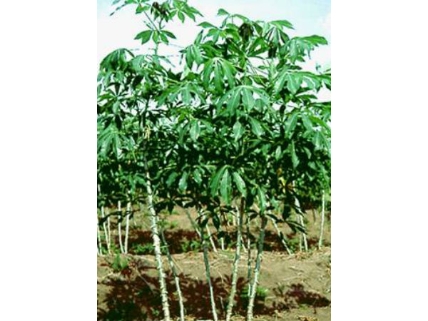 Maravalli Kizhangu farmers worried over the price fall