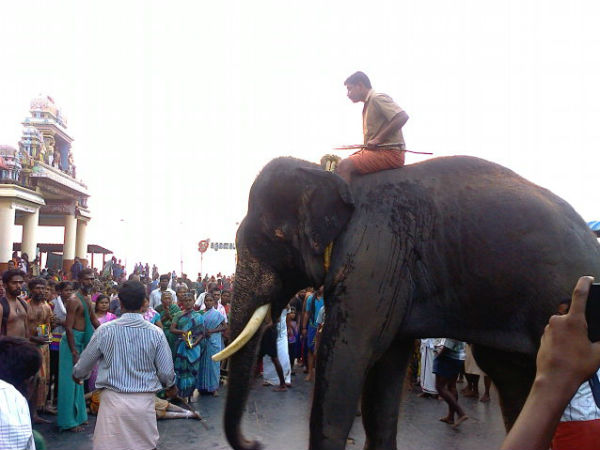 Tiruchendur temple elephant Kumaran passed away…