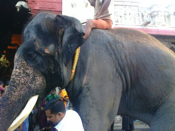 Tiruchendur temple elephant Kumaran passed away…