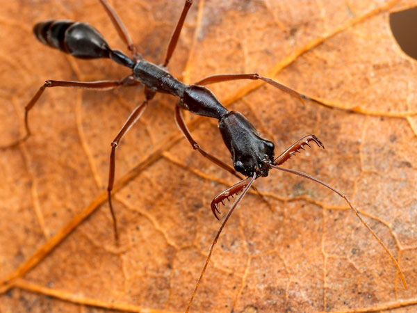கட்டெறும்புக் கூடுகள்...