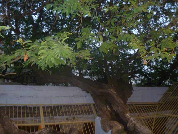 Sri Aadhinatha Swamy Temple Aalwarthirunagari ( Guru)