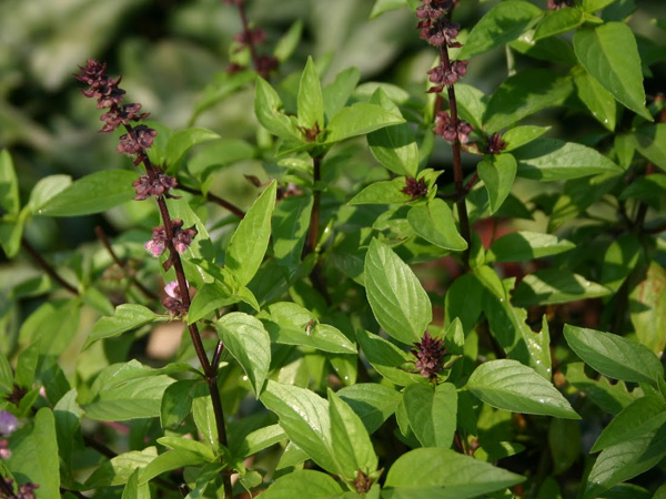 நோய் வராமல் தடுக்கும்