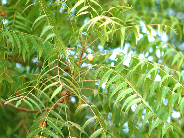 வேம்பு தீர்வுதான்