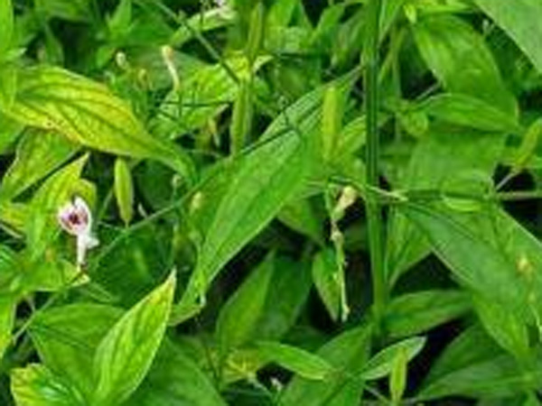 நில வேம்பு