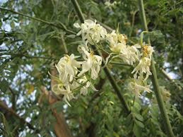 பூ பூத்து காய் காத்து