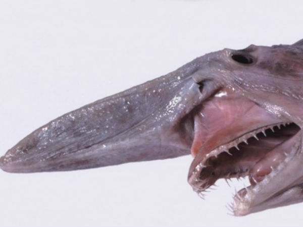 வசீகரிக்கும் தாடை அமைப்பு: