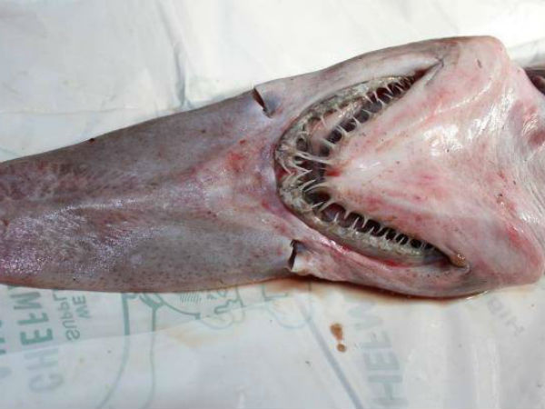 மிரட்டும் பற்கள்: