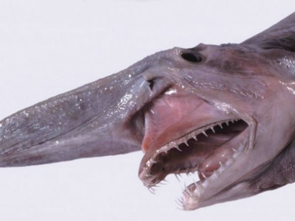 தலையால் கவ்வி வேட்டை: