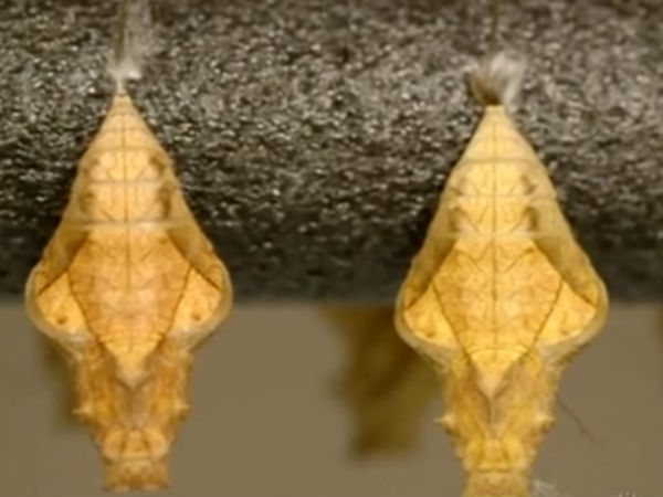 சட்டவிரோதமாக... சட்டவிரோதமாக...