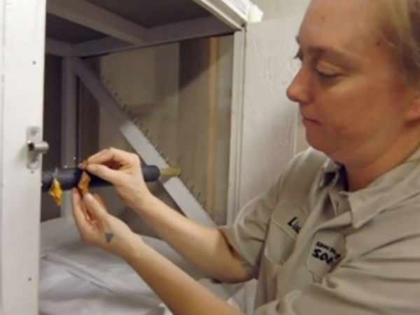 பர்ட்விங்... பர்ட்விங்...