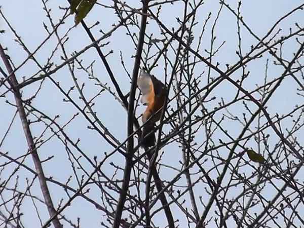 இடம் பெயரும் பறவைகள்...