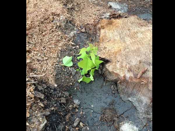 மரங்கள் மரங்கள்