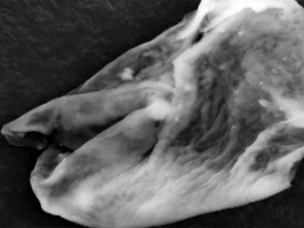 வேற்றுகிரகவாசிகளாம்: