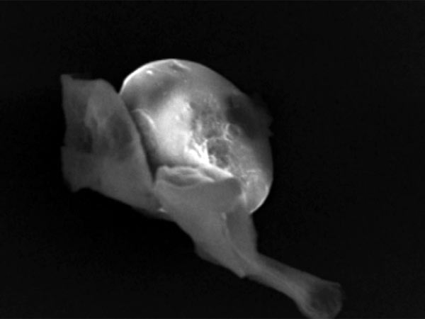 இரண்டு ஆண்டுகளாக சோதனை: