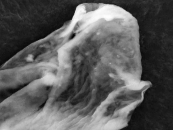 மிகப்பெரிய உயிரினங்கள்: