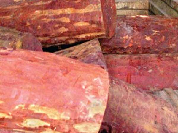 செம்மரத்தின் வலிமை