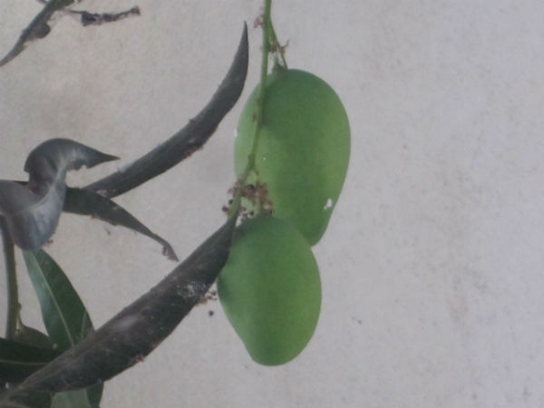 பருவத்தே பெய்த மழை... பருவத்தே பெய்த மழை...