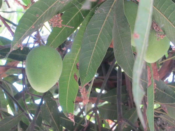 முன்னாடி பெய்திருந்தால் மோசம்... முன்னாடி பெய்திருந்தால் மோசம்...