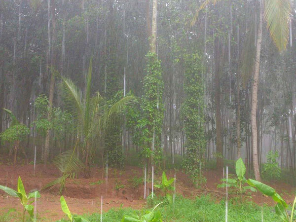 Summer rain brings more cheers in Southern districts