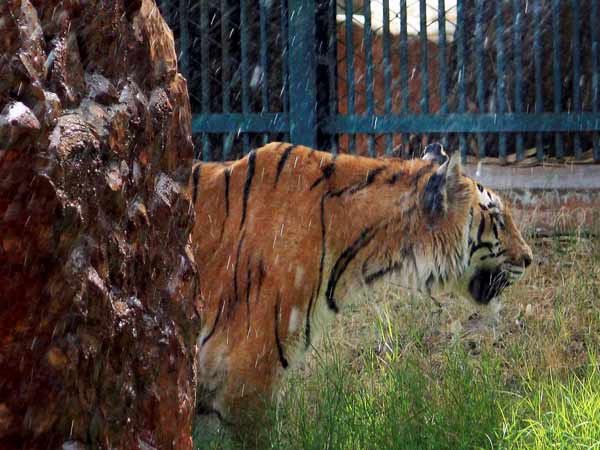 Toddler falls into zoo's cheetah exhibit Toddler falls into zoo's cheetah exhibit