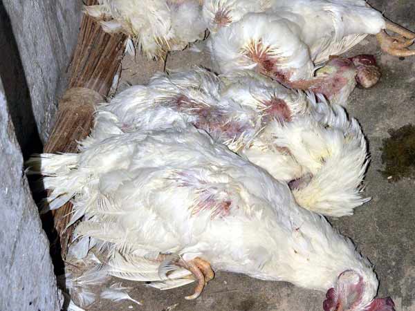 Bird flu alert in Telangana, AP, two lakh birds to be culled
