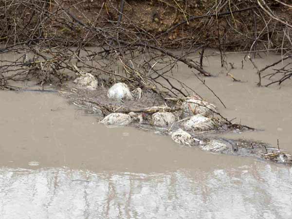 Bird flu alert in Telangana, AP, two lakh birds to be culled