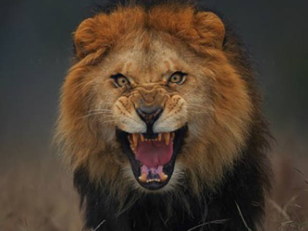 சிங்கப்பூர் ஏர்லைன்ஸ் 