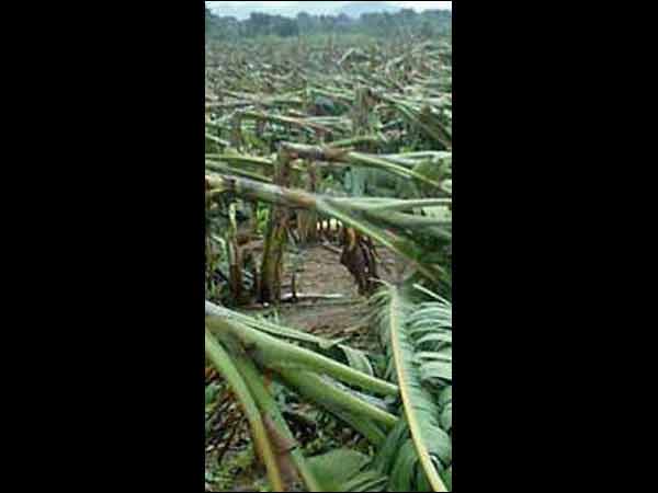வாழைகள் சேதம்