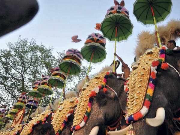யானைகள் பயப்படுமா இல்லையா..