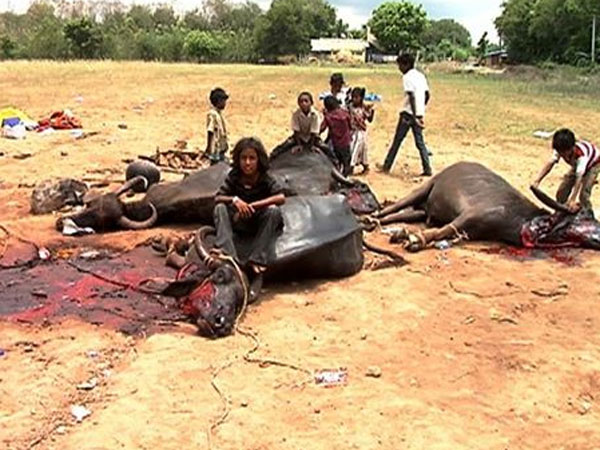 a weird pooja in Vilupuram a weird pooja in Vilupuram