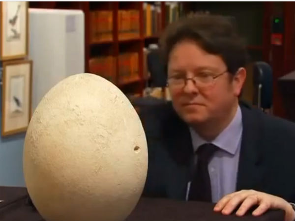 யானை பறவைகள் யானை பறவைகள்