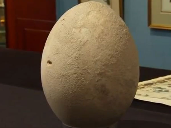 பிரம்மாண்ட முட்டை பிரம்மாண்ட முட்டை