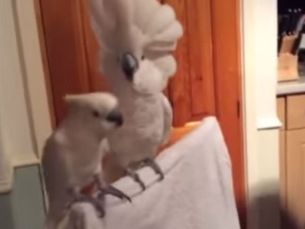 Cockatoo’s rocking performance for a rock song Cockatoo’s rocking performance for a rock song