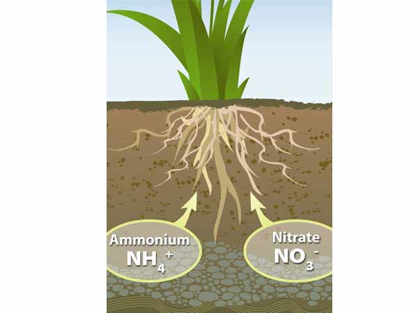 சத்துமிக்கதாம்