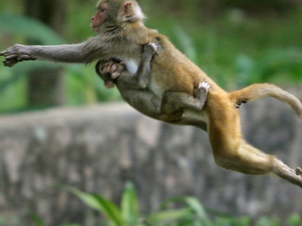 Monkey flu spread over Kerala may be in TN