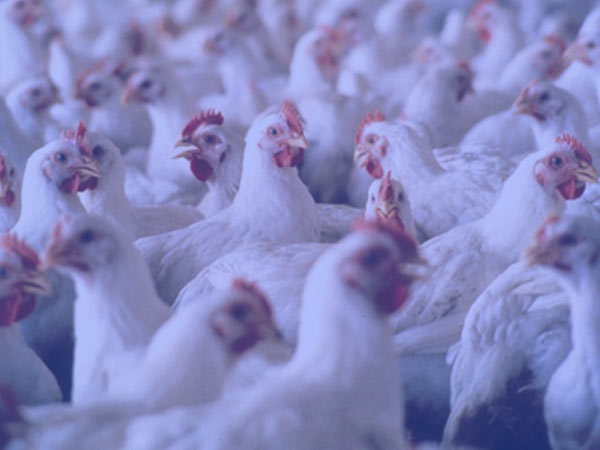 இயற்கை முறை வளர்ப்பு: