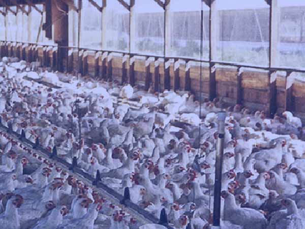 சிம்பொனி இசைக் கோர்வைகள்: