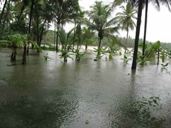 கோடை மழையால் விளைச்சல் பாதிப்பு