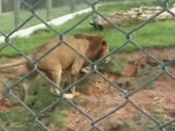 ஆனந்தக் கூத்தாடுகிறது..