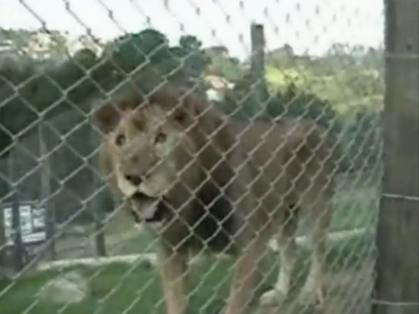 அங்கும் இங்கும் ஓடி...
